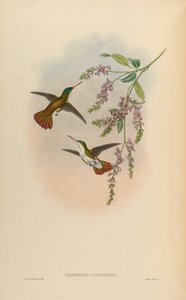Uranomitra viridifrons = Amazilia viridifrons viridifrons de John Gould